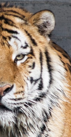 Foto en el artículo