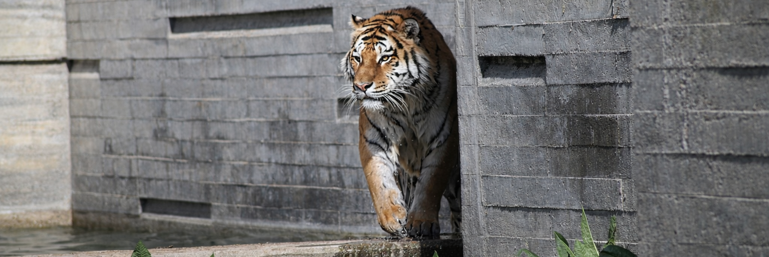 ¿Por qué el símbolo de este espacio es un tigre?